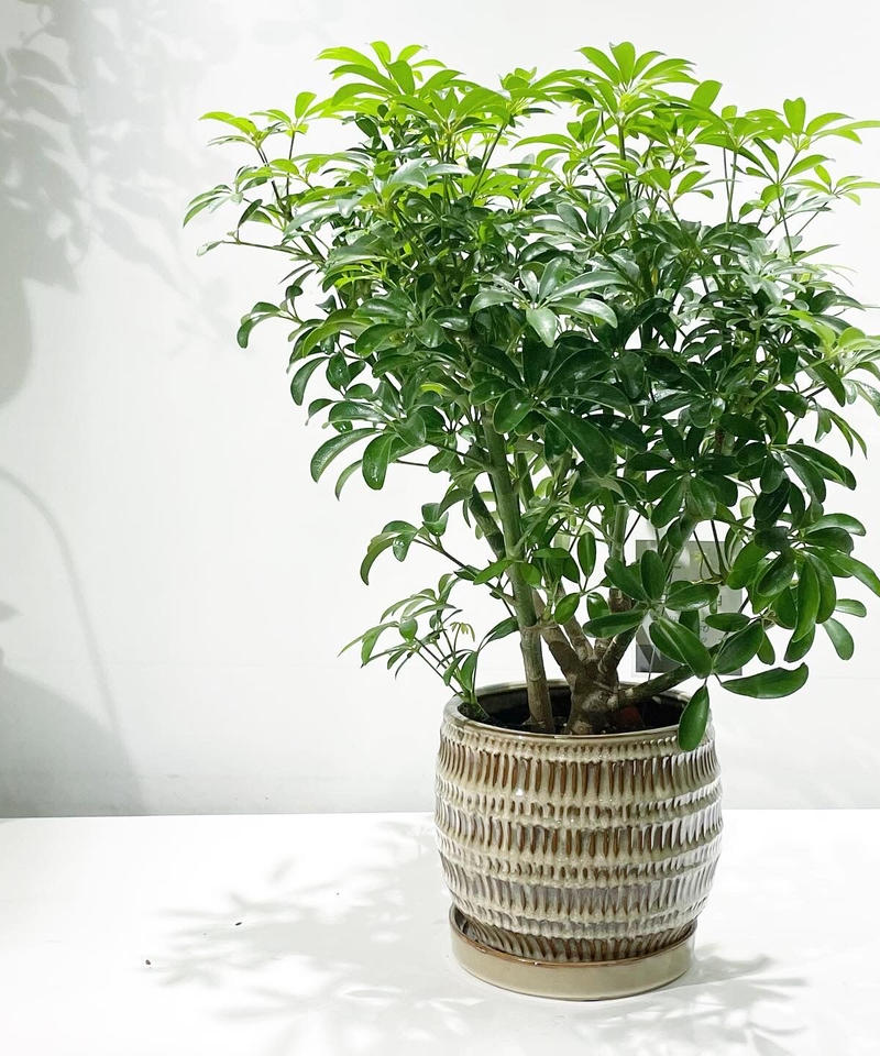 観葉植物 シェフレラ コンパクタ Uro Round Pot Brown Too