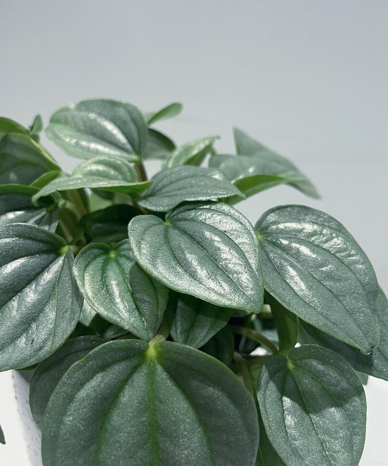 観葉植物 ペペロミア ナポリナイツ Glazed Tall Pot White