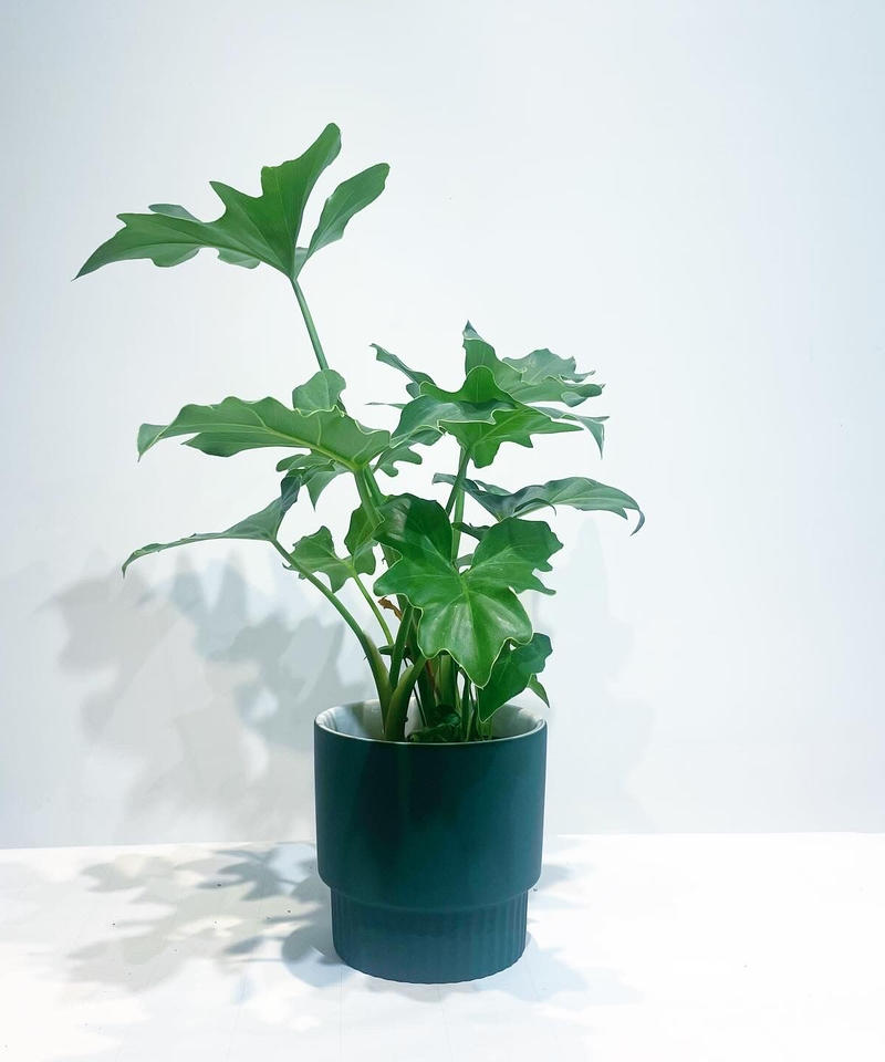 観葉植物 フィロデンドロン セローム エルマ13 Too Garden