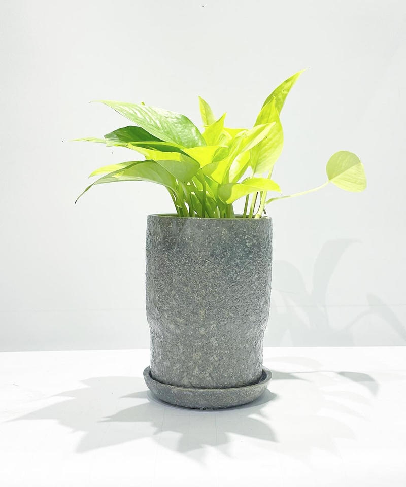 観葉植物 ポトス ライム Baruna Purple Gray Too Garden