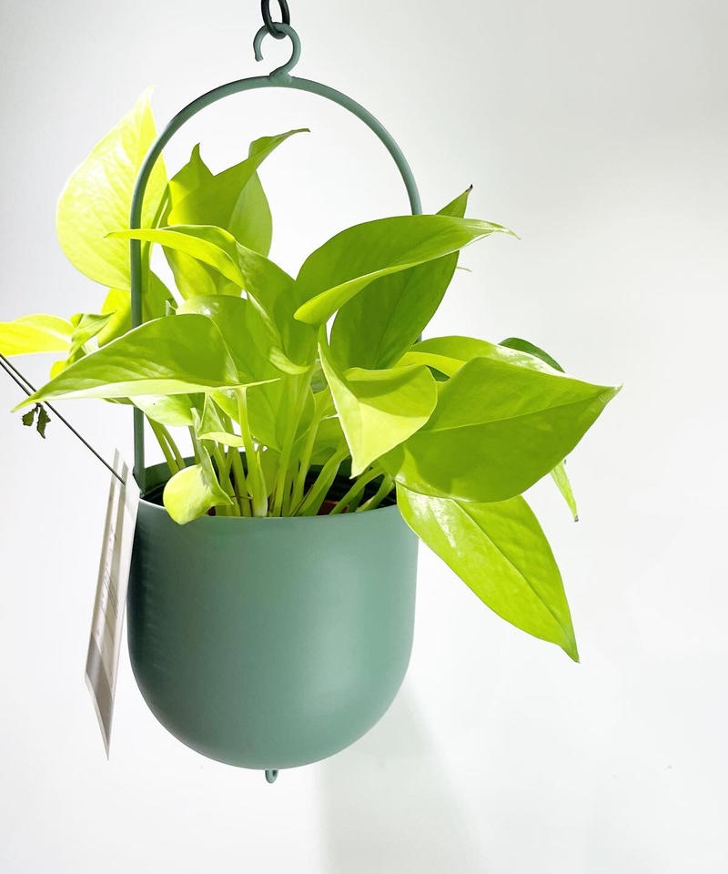観葉植物 ポトスライム ハンギングポットs Too Garden