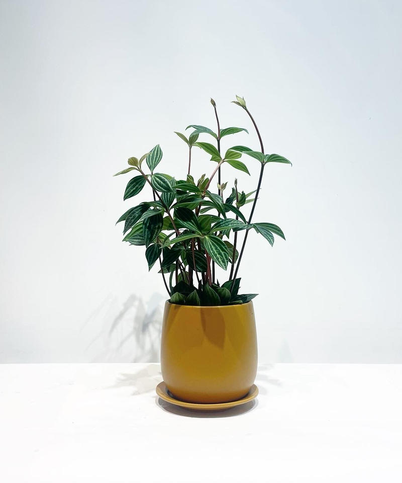 観葉植物 ペペロミア プテオラータ Egg Mat Pot13 Too Garden