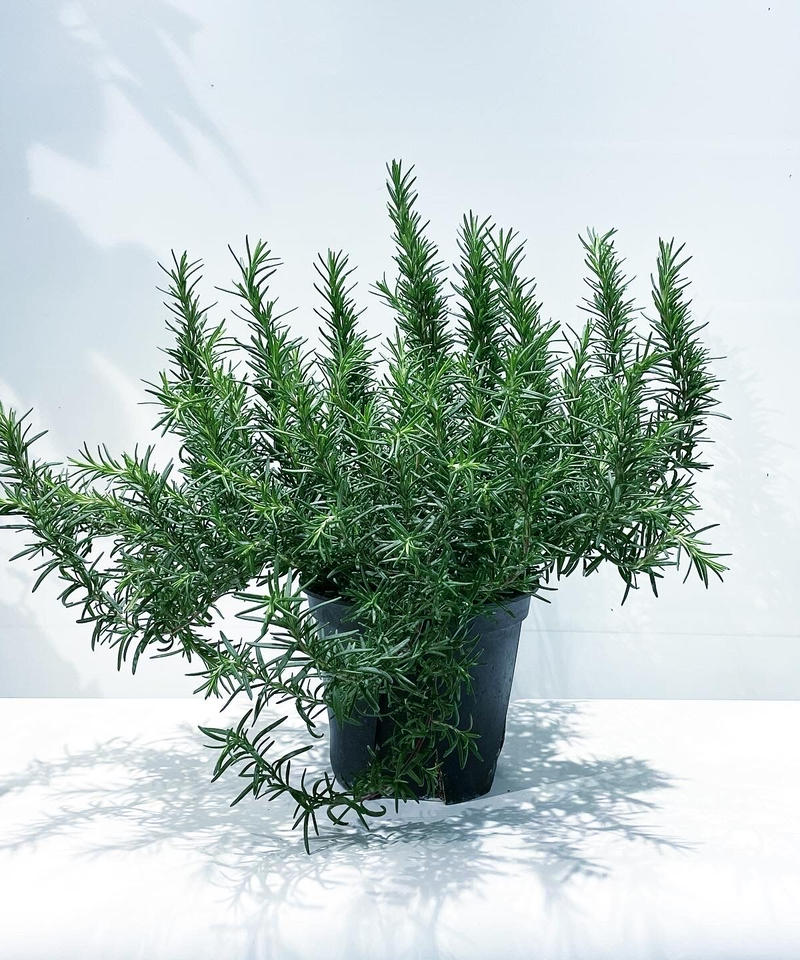 庭 ベランダ植物 しっかりした仕立てのローズマリー Too Garden