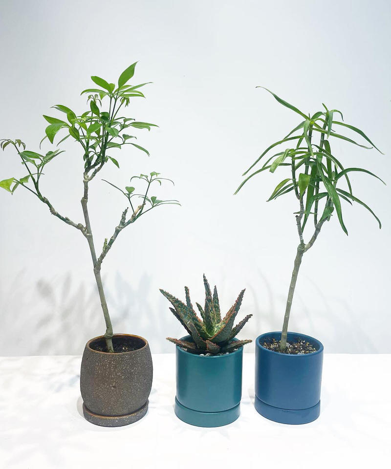 観葉植物 アロエ フラミンゴ Sylinder Mat Pot Green To