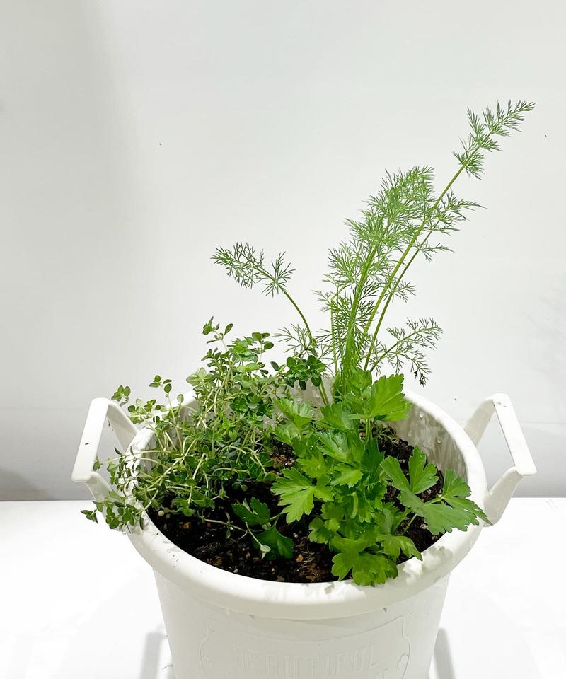 屋外植物 イタリアンパセリ ディル レモンタイム 寄せ植え White M サイズ