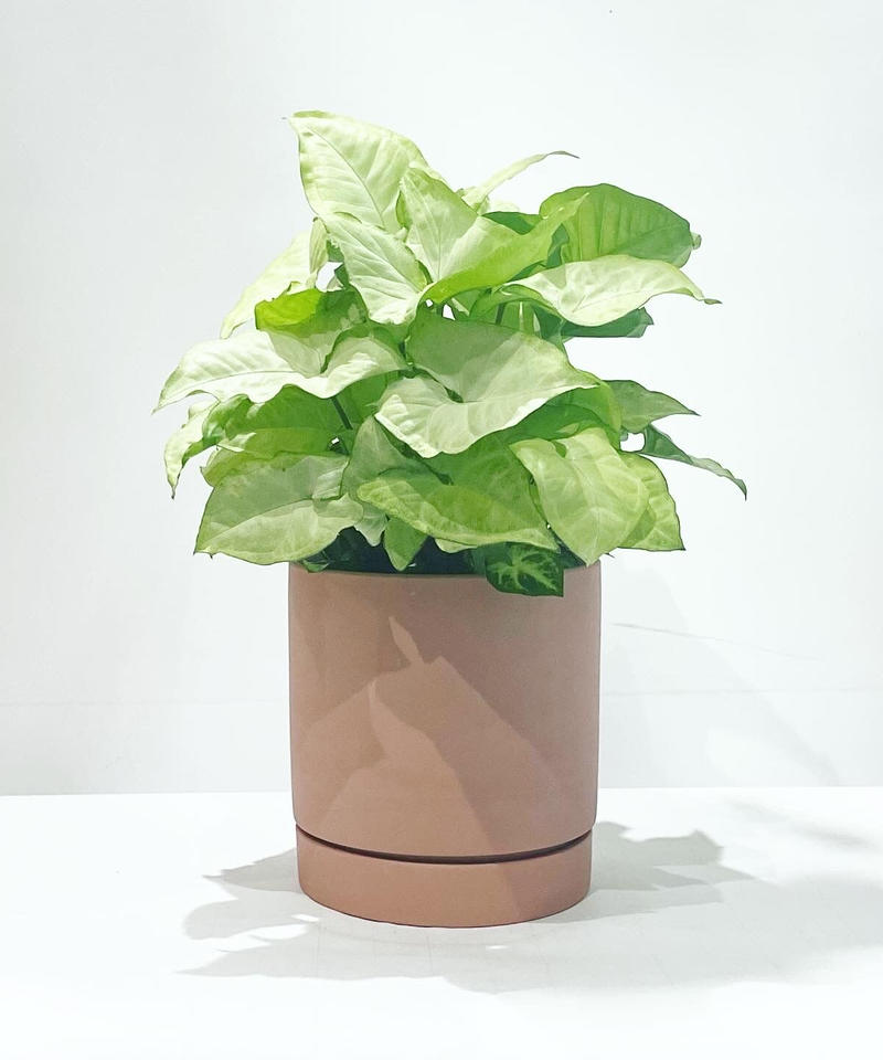 観葉植物 シンゴニウム ホワイトバタフライ Slyimder Pot Mat P