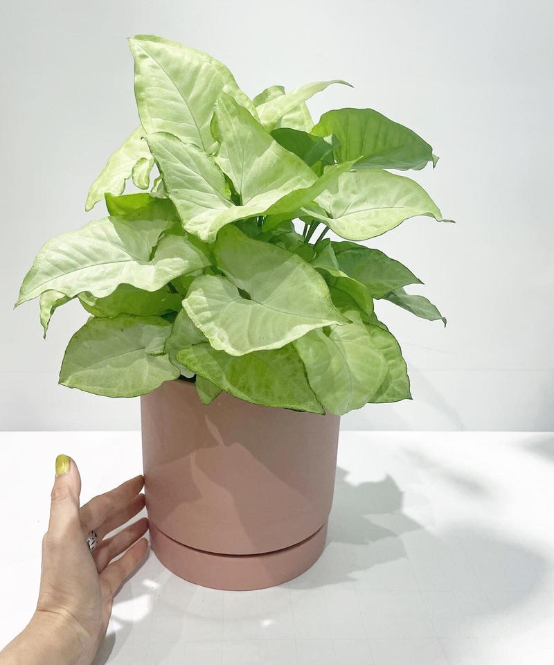 観葉植物 シンゴニウム ホワイトバタフライ Slyimder Pot Mat P