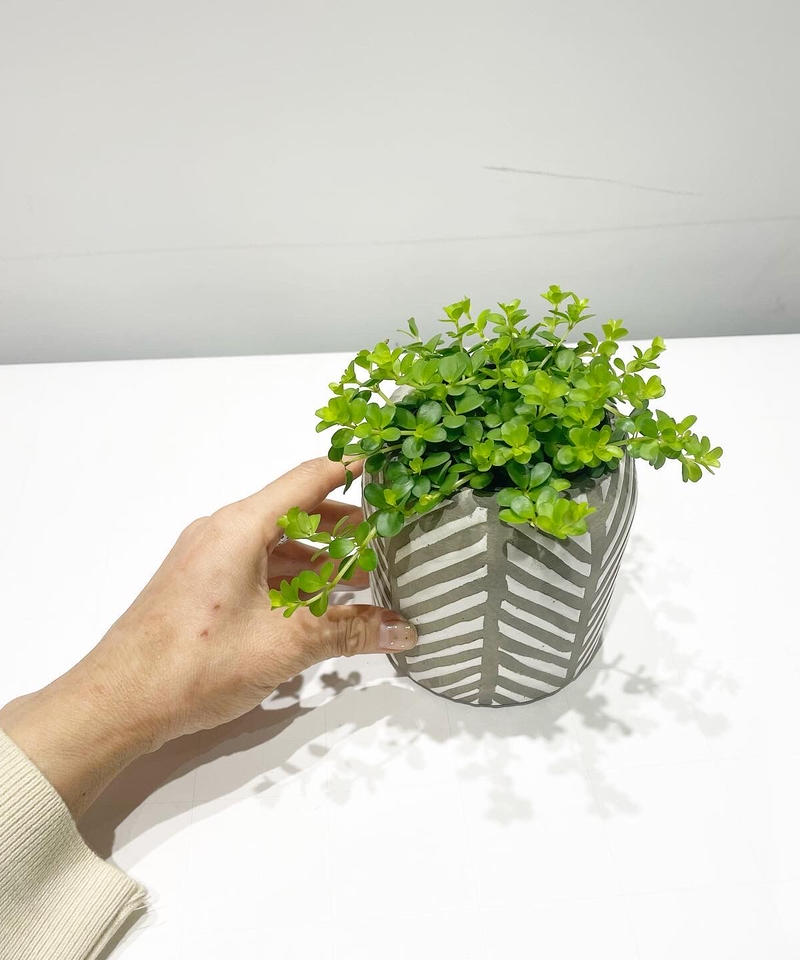 観葉植物 ペペロミア デピーナ Ethnic Pot 鉢カバー Too