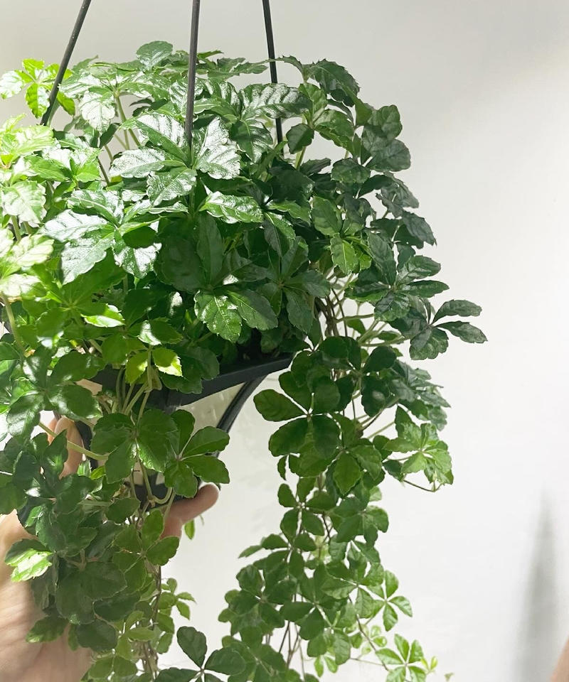 観葉植物 シュガーバイン 吊り鉢 Too Garden