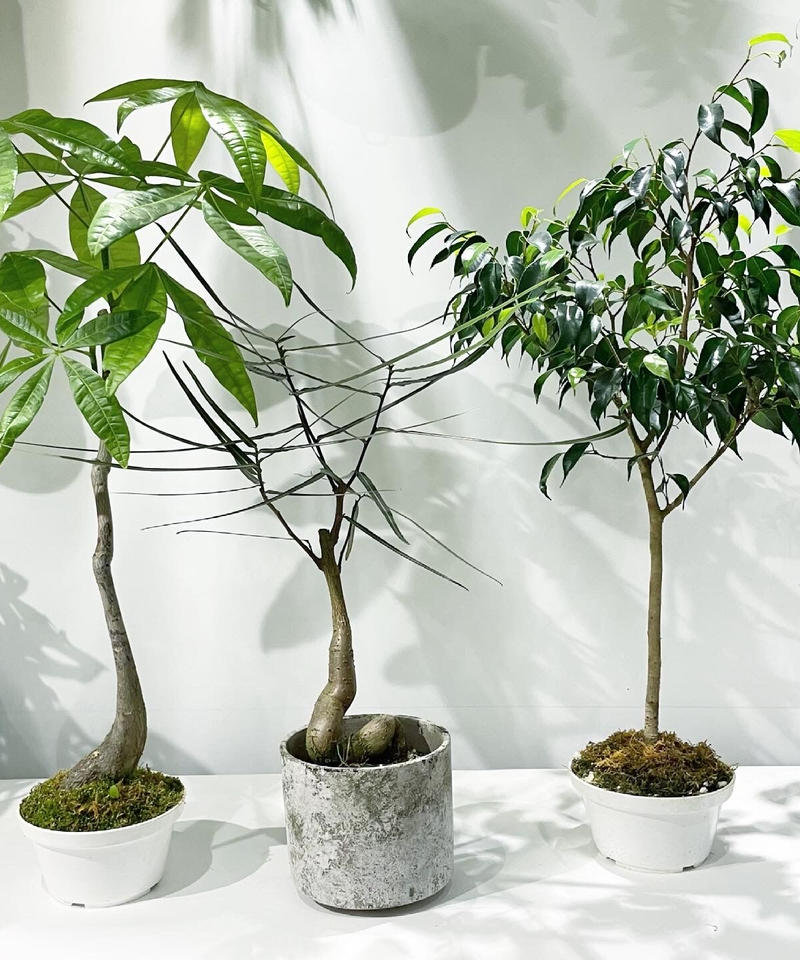 観葉植物 ボトルツリー Too Garden