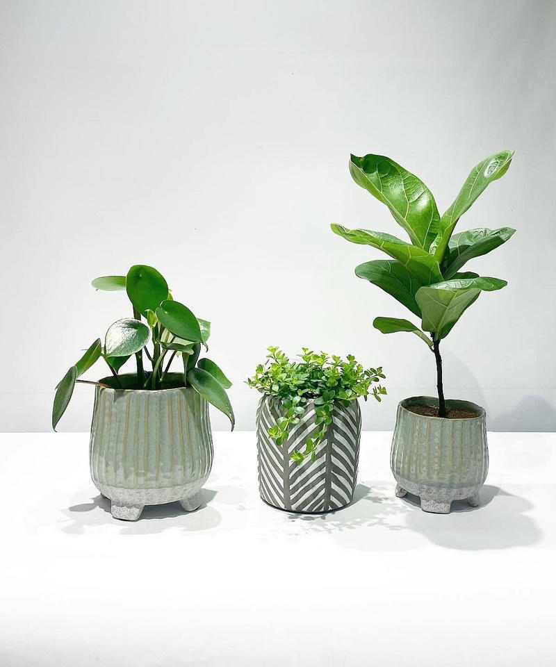 観葉植物 ペペロミア デピーナ Ethnic Pot 鉢カバー Too