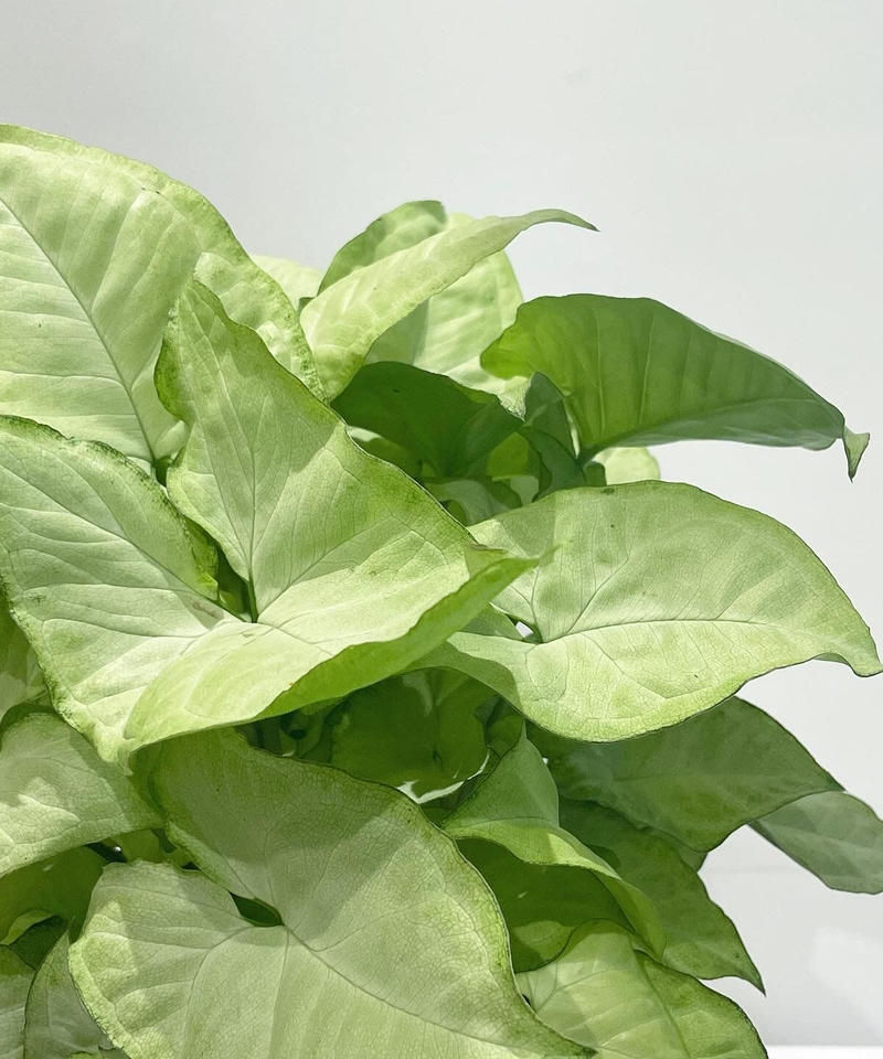 観葉植物 シンゴニウム ホワイトバタフライ Slyimder Pot Mat P