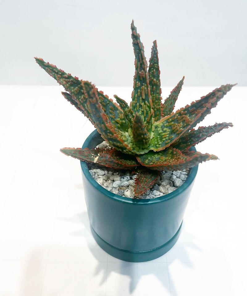 観葉植物 アロエ フラミンゴ Sylinder Mat Pot Green To