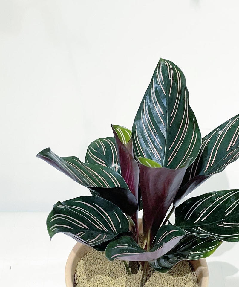 観葉植物 カラテア サンデリアーナ Sylinder Mat Pot Pink To 観葉植物 カラテア サンデリアーナ Sylinder Mat Pot Pink To