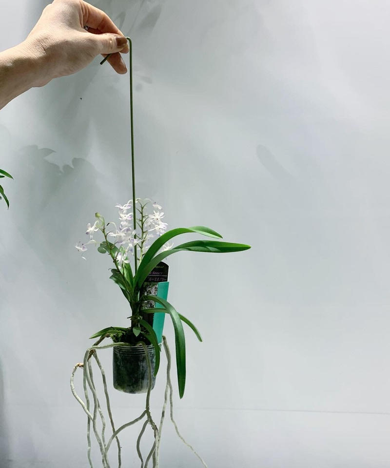 観葉植物 吊り着生ラン バンダ ルースネアリー Too Garden