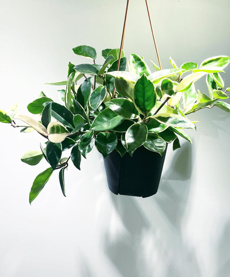 観葉植物 ホヤ カルノーサ バリエガータ Too Garden
