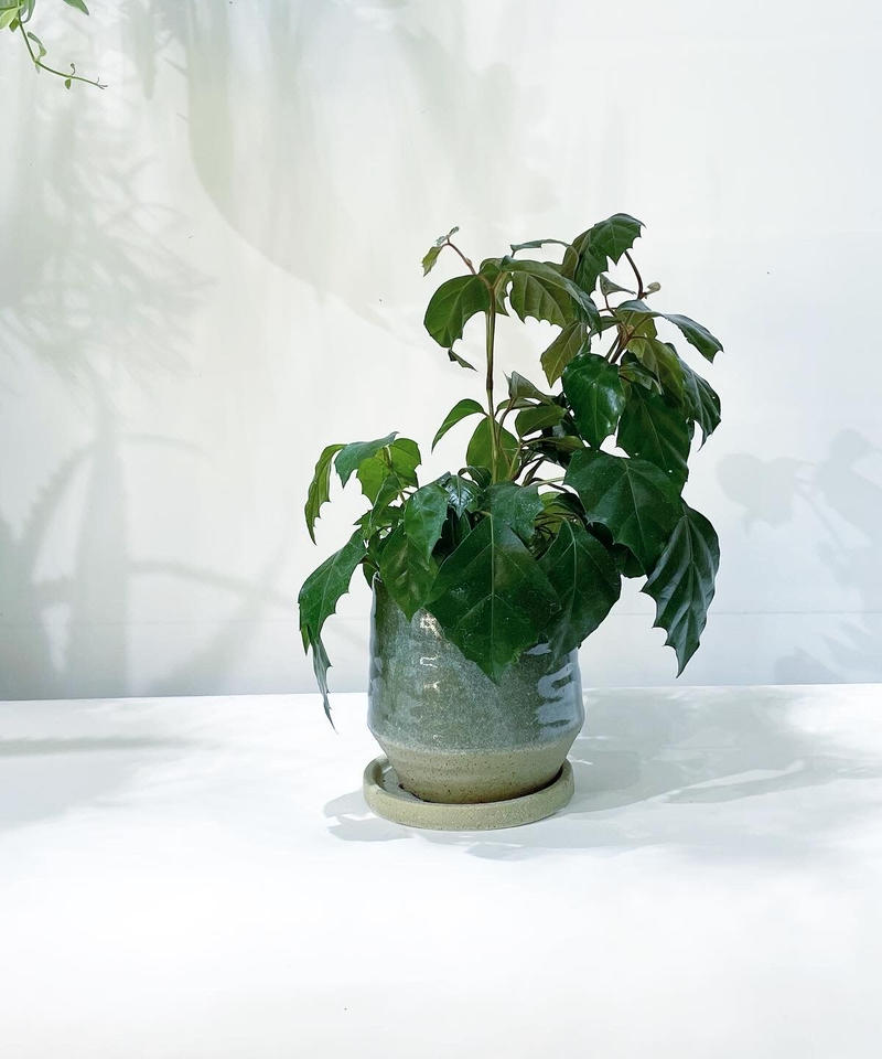 観葉植物 グレープアイビー 青竹 Too Garden 観葉植物 グレープアイビー 青竹 Too Garden