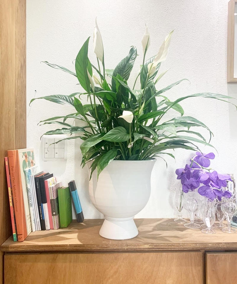 観葉植物 スパティフィラム Cup White Pot Too Garden 観葉植物 スパティフィラム Cup White Pot Too Garden