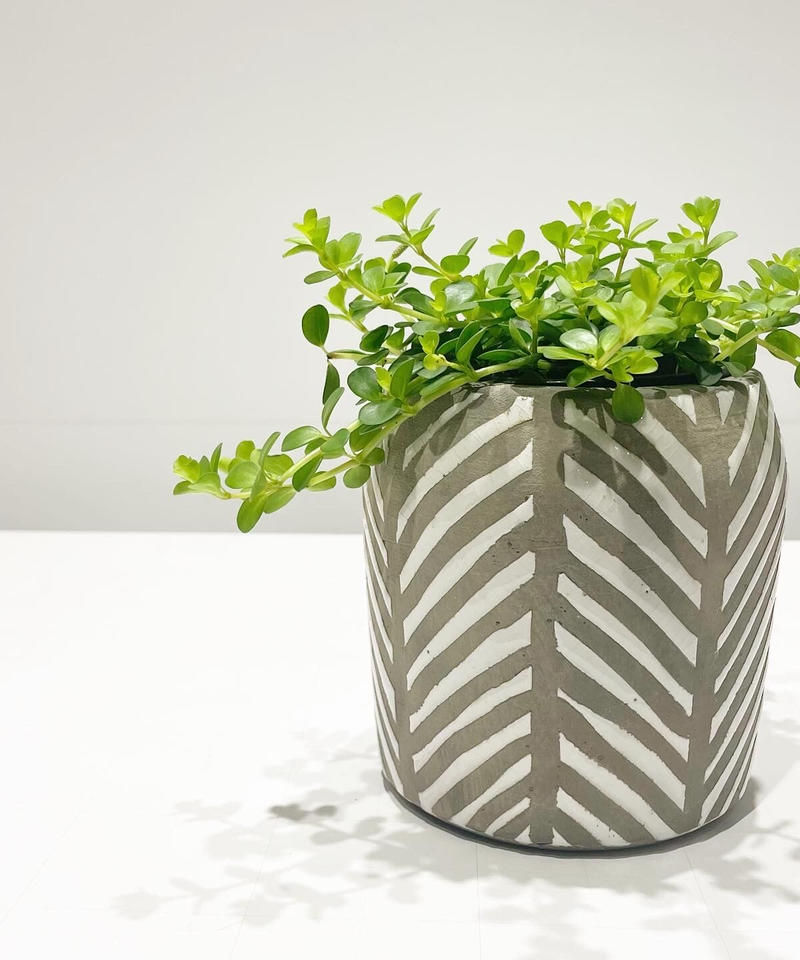 観葉植物 ペペロミア デピーナ Ethnic Pot 鉢カバー Too