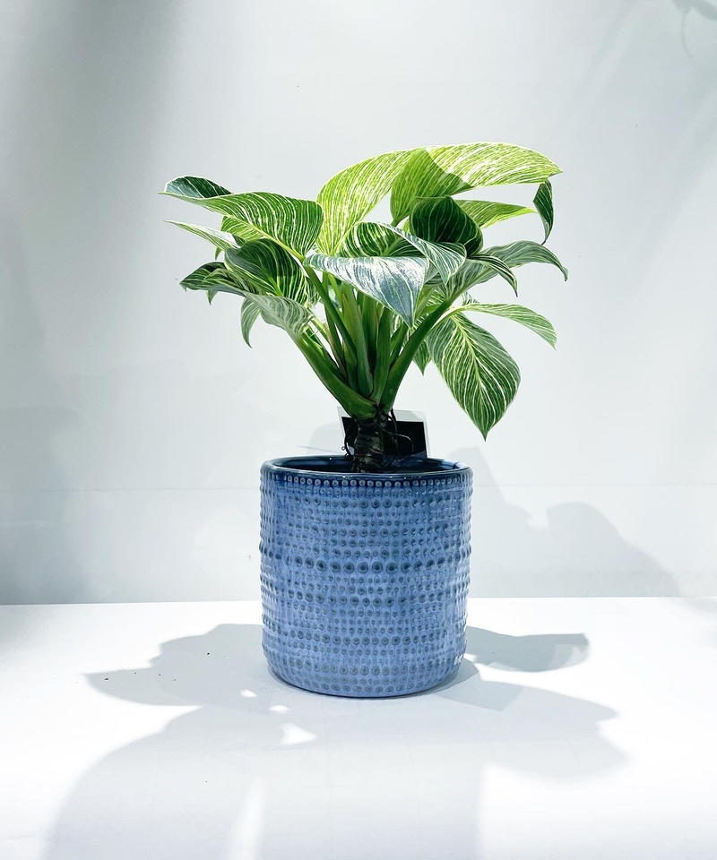 観葉植物 フィロデンドロン バーキン Viriya 鉢カバー Too Garden
