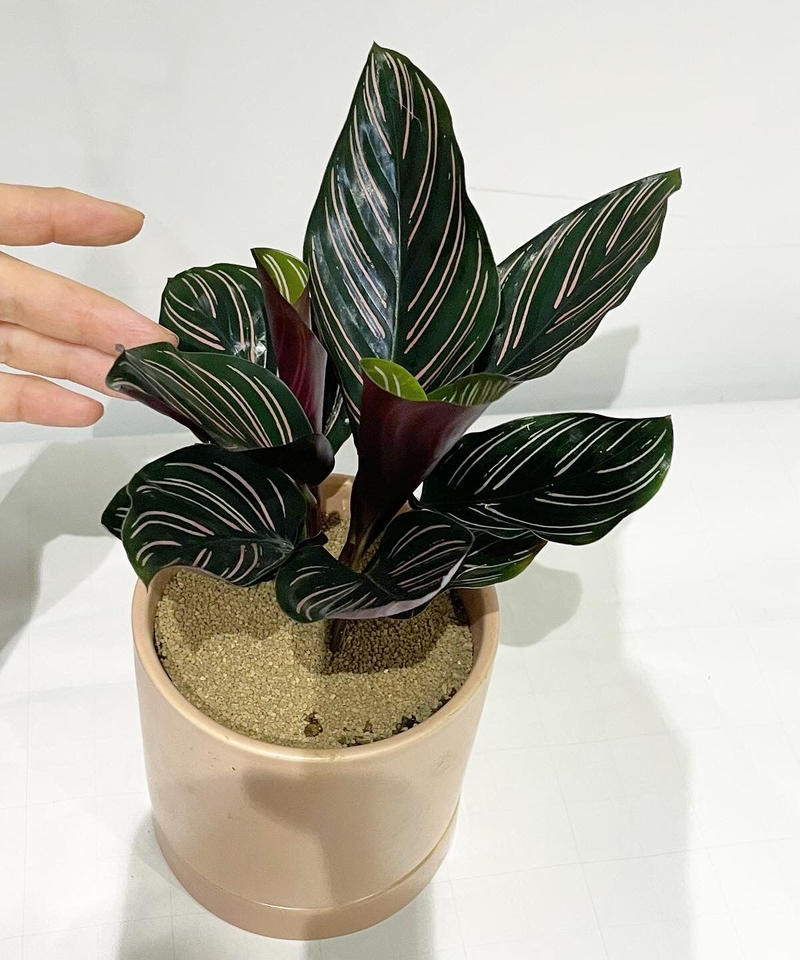 観葉植物 カラテア サンデリアーナ Sylinder Mat Pot Pink To 観葉植物 カラテア サンデリアーナ Sylinder Mat Pot Pink To