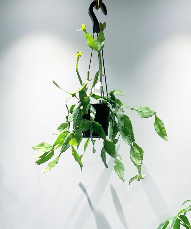 観葉植物 リプサリス エリプティカ Too Garden 観葉植物 リプサリス エリプティカ Too Garden