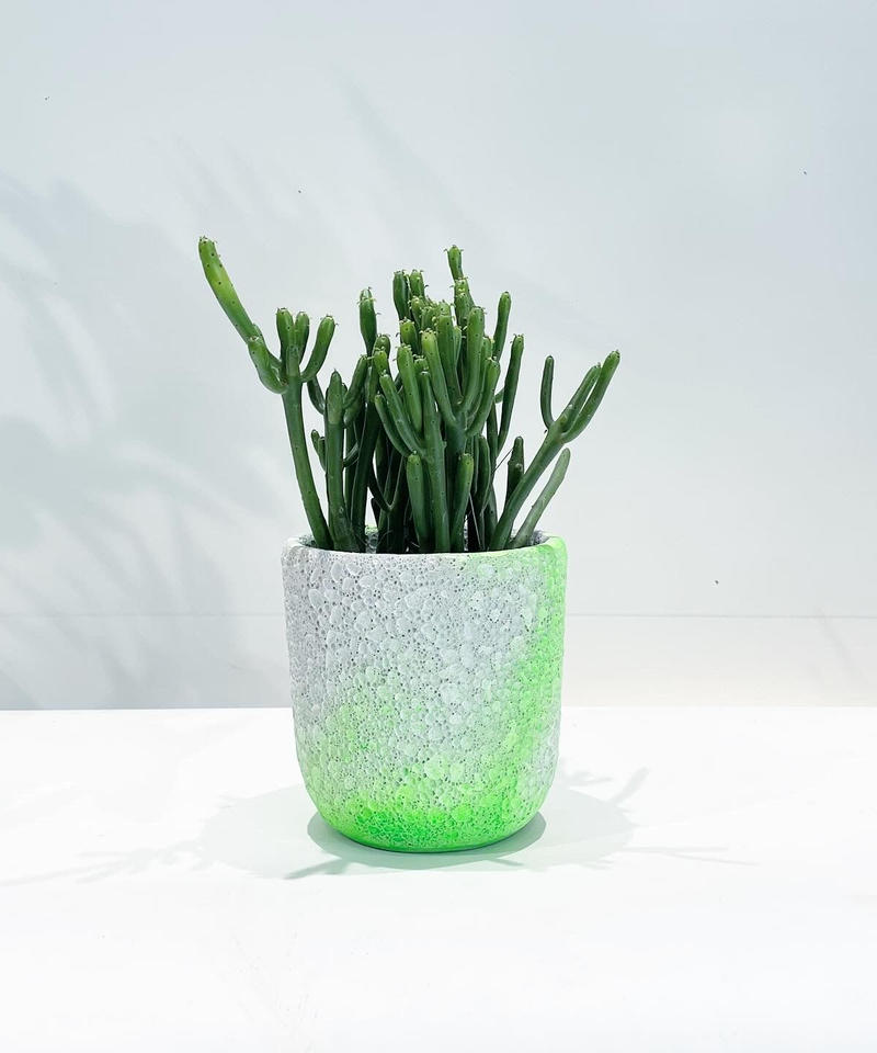 観葉植物 ユーホルビア セドロルム Upot Too Garden