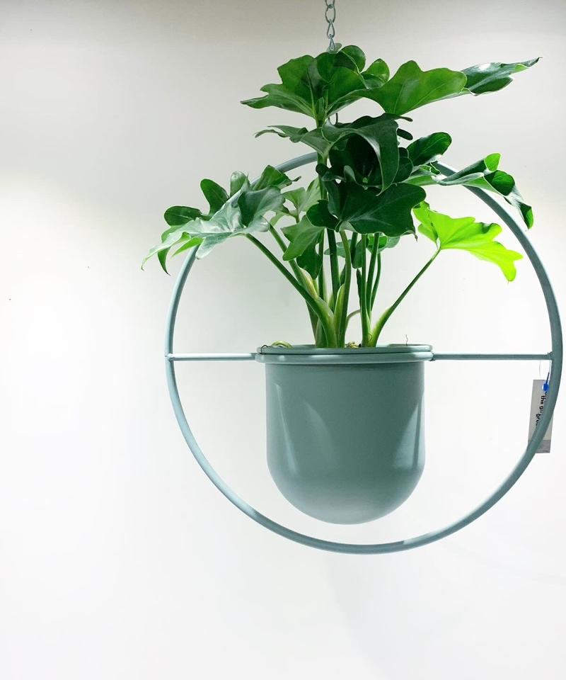 観葉植物 フィロデンドロンセローム サークルハンギング グリーン Too Garden