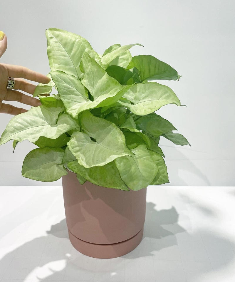 観葉植物 シンゴニウム ホワイトバタフライ Slyimder Pot Mat P