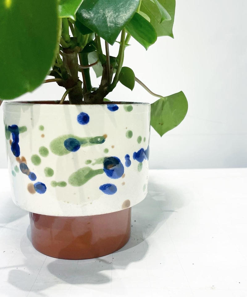 観葉植物 ペペロミア ジェイド Caraminc Paint Pot Too G