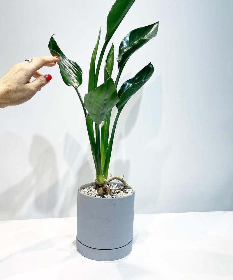 観葉植物 ストレリチア Sylinder Mat Pot Light Gray