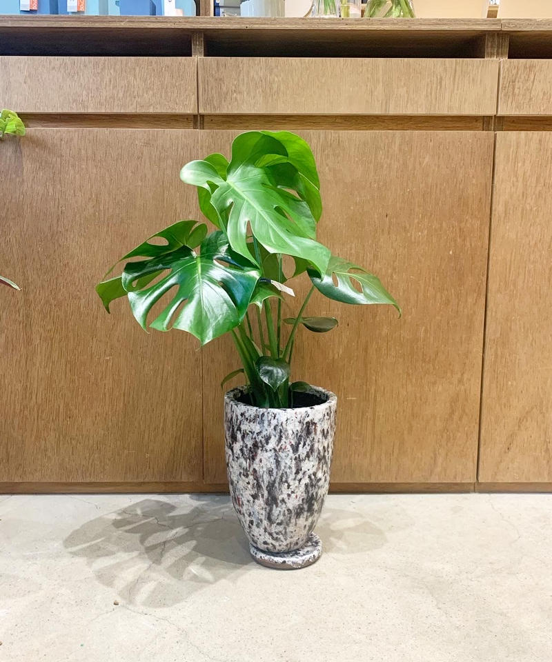 観葉植物 モンステラ デリシオサ Mix Color Pot White Too Ga