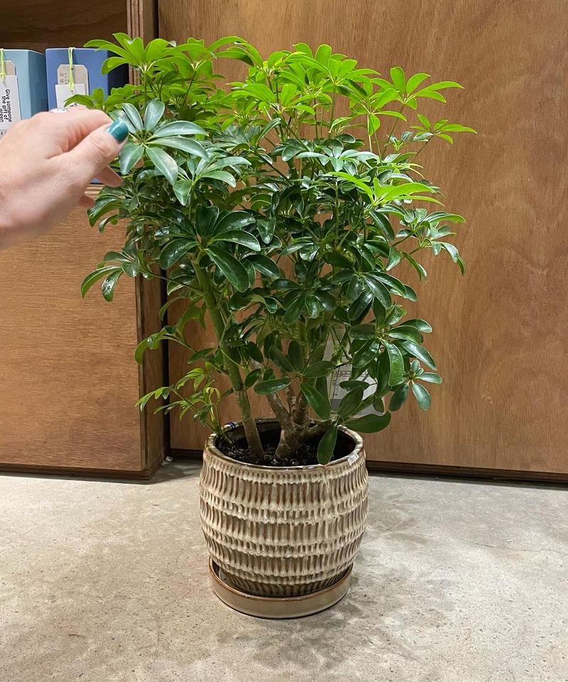 観葉植物 シェフレラ コンパクタ Uro Round Pot Brown Too