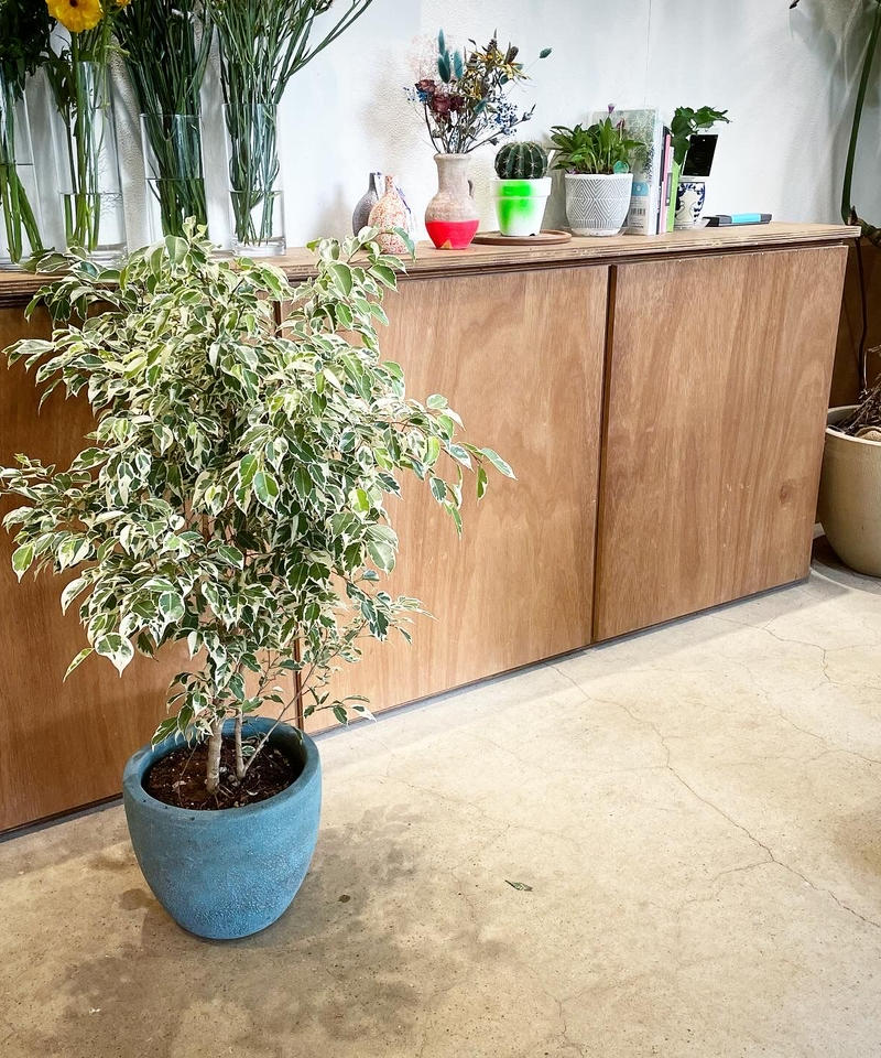 観葉植物 フィカス ベンジャミン バリエガータ Too Garden