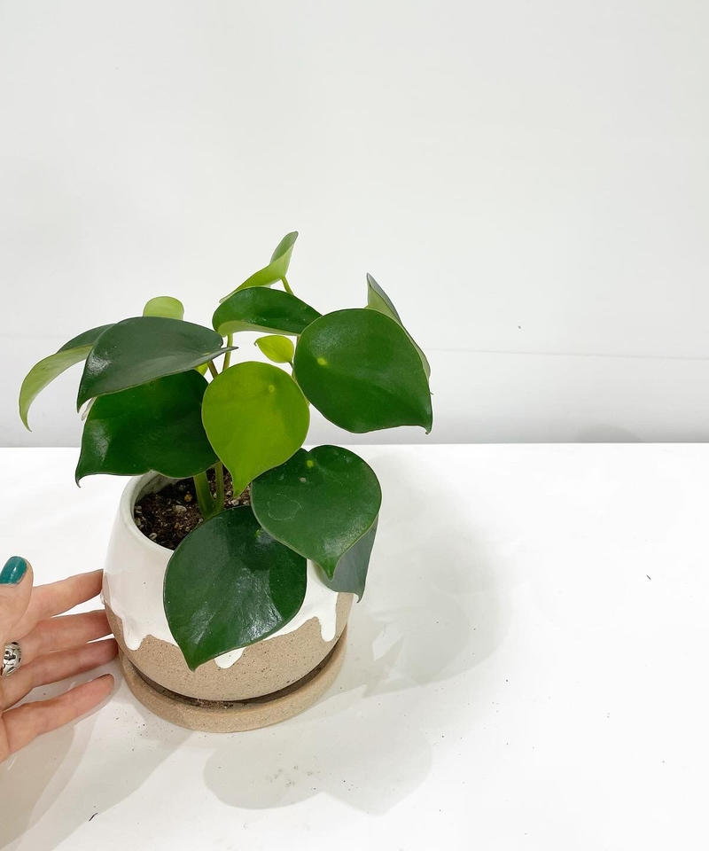 観葉植物 ペペロミア ジェイド Glazed Drop Pot White
