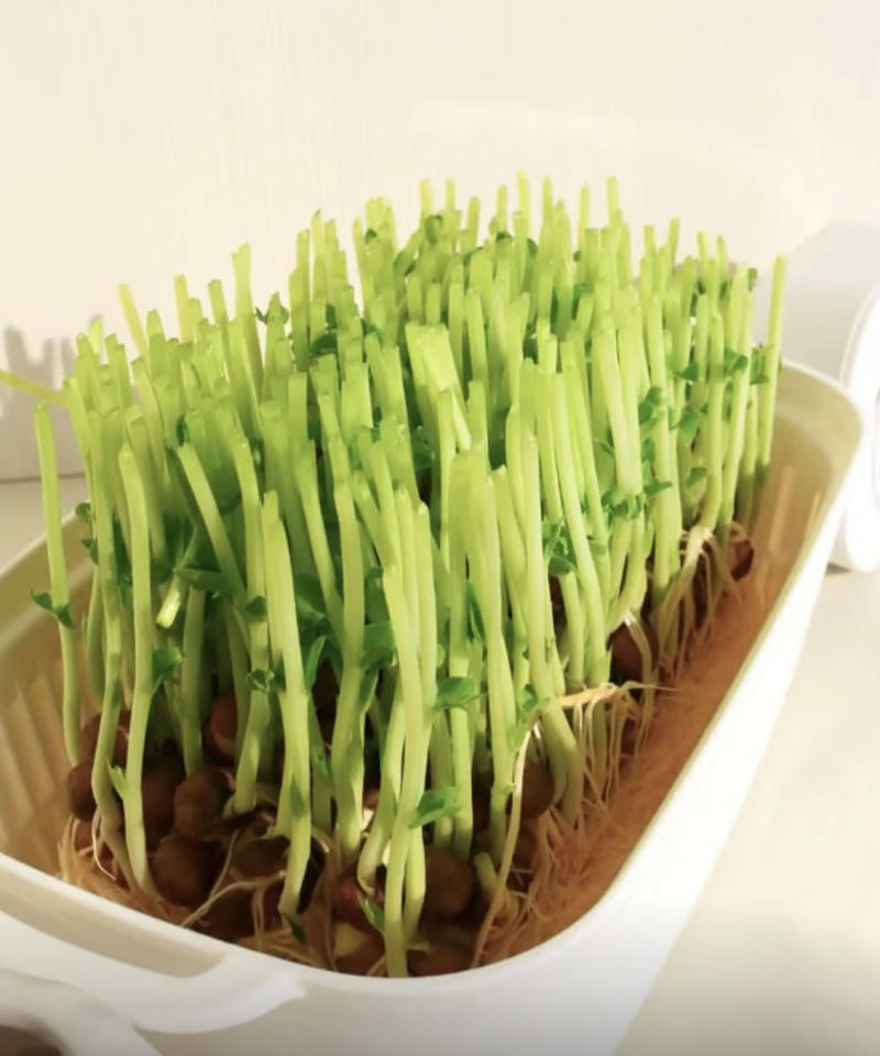 インスタ掲載 豆苗プランター ホワイト Watts ワッツ オンラインショップ