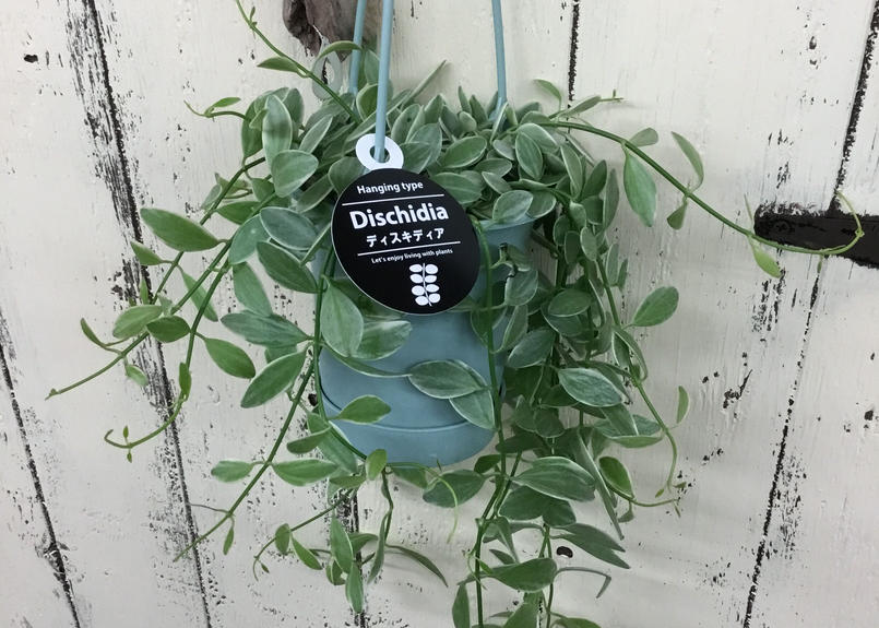 ディスキリア 吊るすタイタイプの観葉植物 Hana Marche