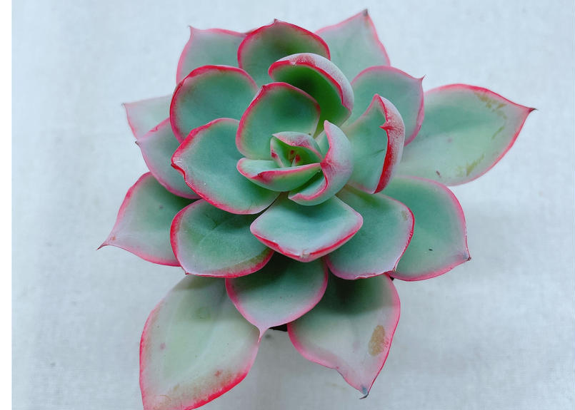 多肉植物　韓国苗　ニューネオンライト 多肉植物 韓国苗 ニューネオンライト 多肉植物 韓国苗 ニューネオンライト