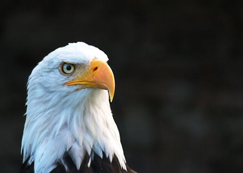 105a 白頭鷲 下絵工房カルトーネ