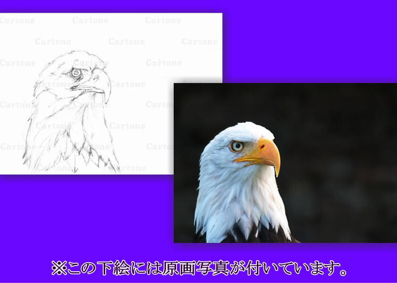 105a 白頭鷲 下絵工房カルトーネ
