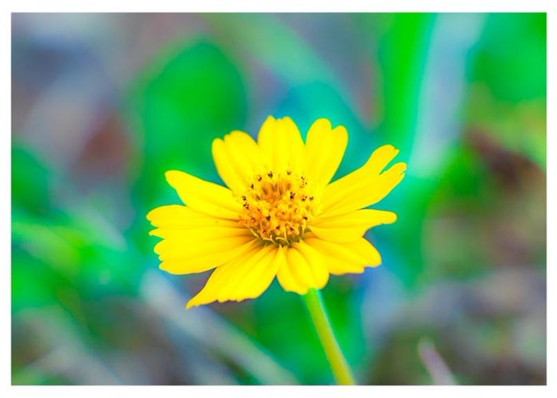 035a 黄色い小さな花 下絵工房カルトーネ