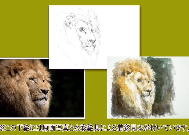 096b ライオン 着彩見本付き 下絵工房カルトーネ