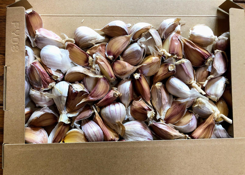 種用ピンクにんにく Lサイズ バラ80片 送料無料 北の樹木農園 からだにスッとしみこむ