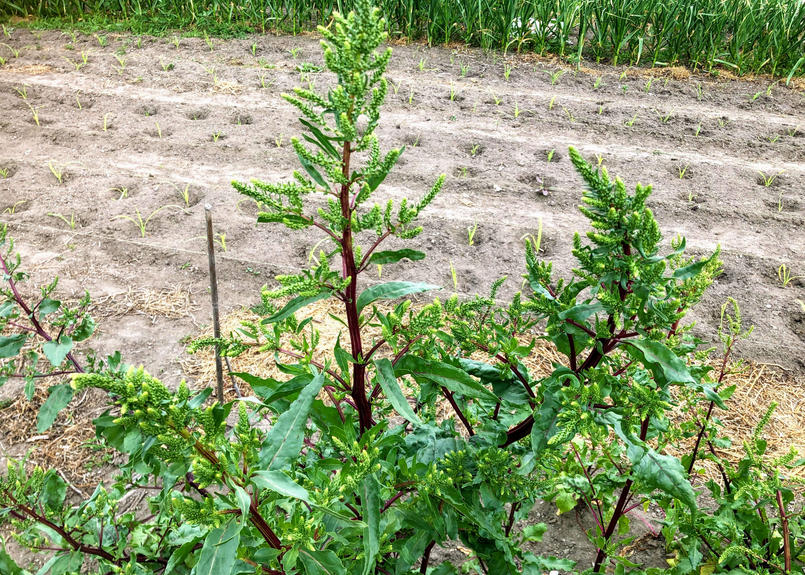 細長いビーツ シリンダーの種２g 約100粒 固定種 甘く洗練された味 体にじわっとパワ