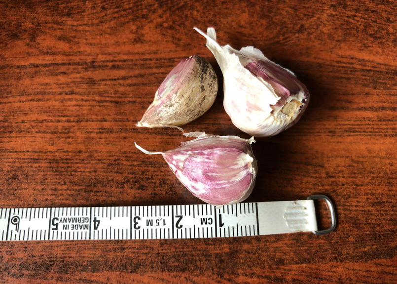 野菜 国内正規 ピンクにんにくsサイズのバラ３０片 北海道在来種 Lww3ntfcdv Gaiabath Com