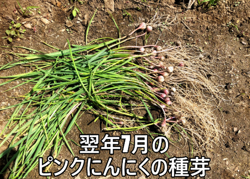 ピンクにんにくの種芽 むかご 1球 北の樹木農園 からだにスッとしみこむパワフル野菜