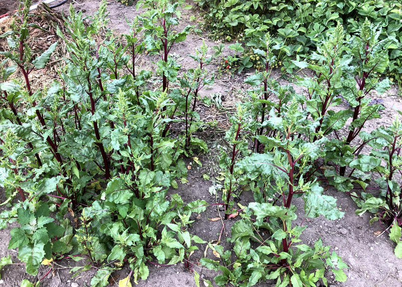 細長いビーツ シリンダーの種２g 約100粒 固定種 甘く洗練された味 体にじわっとパワ