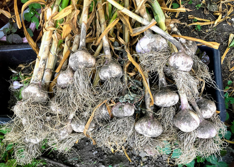 新ピンクにんにくlサイズ10こ 北海道在来品種 送料無料 体にじわっとパワフル野菜 北の