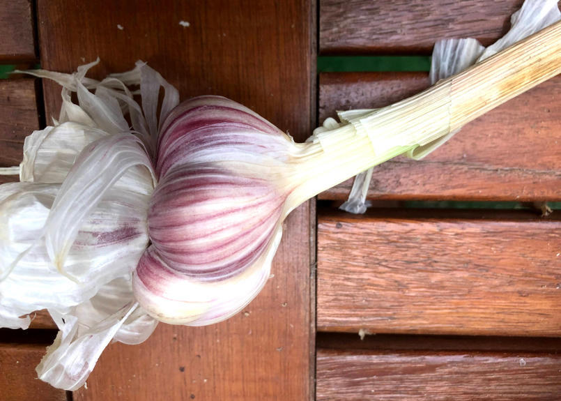 新ピンクにんにくlサイズ10こ 北海道在来品種 送料無料 体にじわっとパワフル野菜 北の