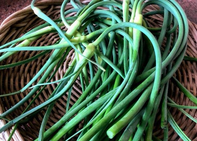ピンクにんにくの芽 茎 約300g 在来品種超レア 北の樹木農園 からだに働きかけるパ